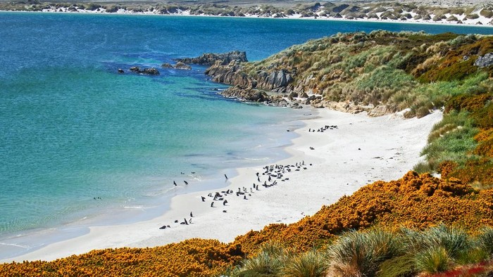 Magellanic penguin colony, Gypsy Cove Falklands (Malvinas)