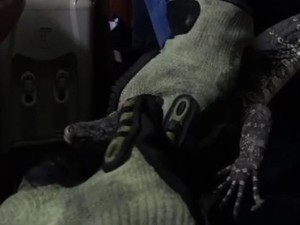 Hiii! Biawak Jatuh dari Atap Rumah Warga Gunungpati Semarang