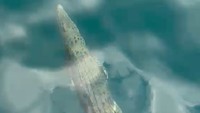 Waspada Penuh! Buaya Muncul di Perairan TN Komodo