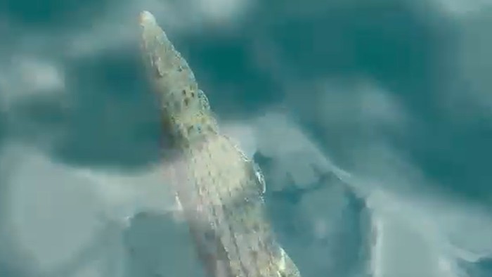 Buaya muncul di sejumlah titik perairan TN Komodo, Labuan Bajo, Manggarai Barat, Nusa Tenggara Timur (NTT), Jumat (17/7/2026). (Istimewa)