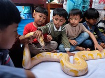 Edukasi Reptil Ajak Anak TK Berani dan Peduli Satwa
