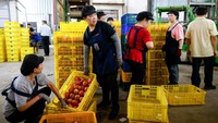 Mangga premium Taiwan siap dikirim ke pasar Eropa dari fasilitas pengemasan di Taichun. Ekspor perdana ini menjadi langkah baru memperluas pasar buah unggulan Taiwan di luar Asia. REUTERS/Ann Wang