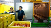 Produsen berharap kualitas buah asal Taiwan mampu bersaing dengan mangga dari negara pemasok lain. REUTERS/Ann Wang