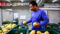 Pekerja menyeleksi mangga premium di fasilitas pengemasan. Setiap buah harus memenuhi standar kualitas dan ketentuan Uni Eropa, termasuk batas residu pestisida. REUTERS/Ann Wang
