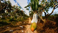 Sebuah mangga Salju musim panas tergantung di pohon sebelum dipanen. Buah ini dikenal memiliki rasa manis dan aroma khas sehingga diposisikan sebagai produk premium di pasar internasional. REUTERS/Ann Wang
