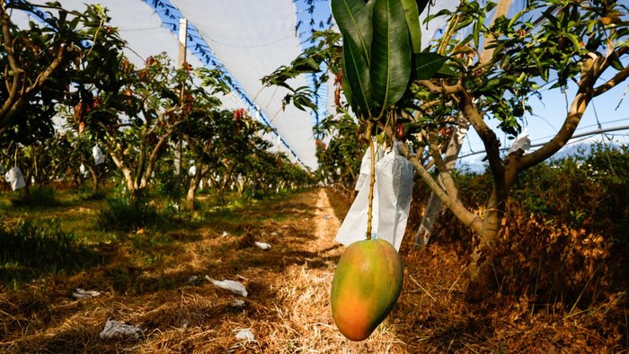Workers sort mangoes at a fruit processing facility in Taichung, Taiwan, July 1, 2026. REUTERS/Ann Wang     TPX IMAGES OF THE DAY