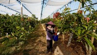 Pekerja memanen mangga Salju Musim Panas dari pohon di kebun di Taitung, Taiwan. Tahun ini Taiwan memulai ekspor mangga premium ke Eropa dengan pengiriman perdana ke Prancis dan Inggris. REUTERS/Ann Wang