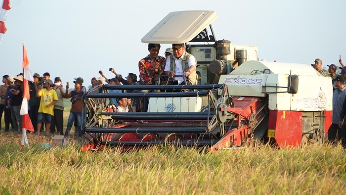 Gubernur Sumsel saat panen raya di OKI