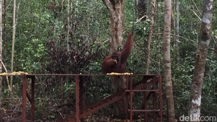 Liburan ke Taman Nasional Tanjung Puting