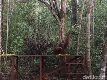 Mau Liburan ke Taman Nasional Tanjung Puting? Ini Panduan Lengkapnya