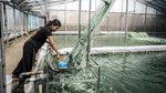 Melihat Spirulina Lokal Dikembangkan untuk Suplemen dan Kosmetik