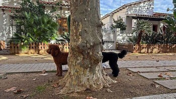 Dua anjing dengan warna berbeda berdiri di balik pohon pada saat yang tepat. Hasilnya terlihat seperti seekor anjing berbadan dua warna. Foto: Boredpanda