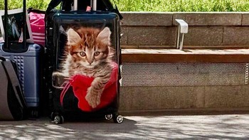 Dua merpati berjalan santai tanpa menyadari ada “kucing raksasa” yang mengintai dari koper di belakangnya. Foto: Boredpanda