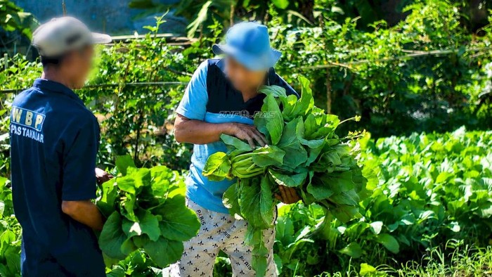 Napi Lapas Kelas IIB Takalar berinisial KL nampak antusias memanen sayur