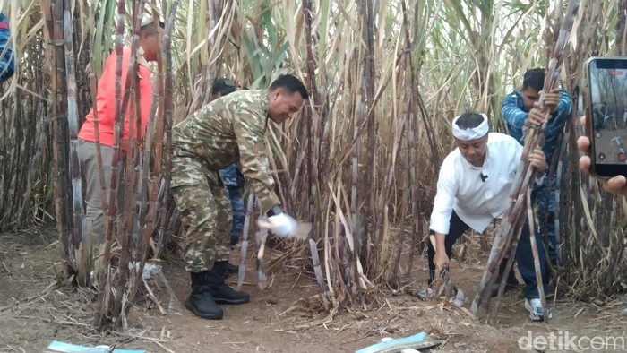 Panen raya tebu di kawasan PG Rajawali, Desa Sumber Kulon, Kecamatan Jatitujuh, Kabupaten Majalengka.