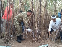 Majalengka Jadi Andalan Penghasil Tebu di Jabar, Topang Swasembada Gula