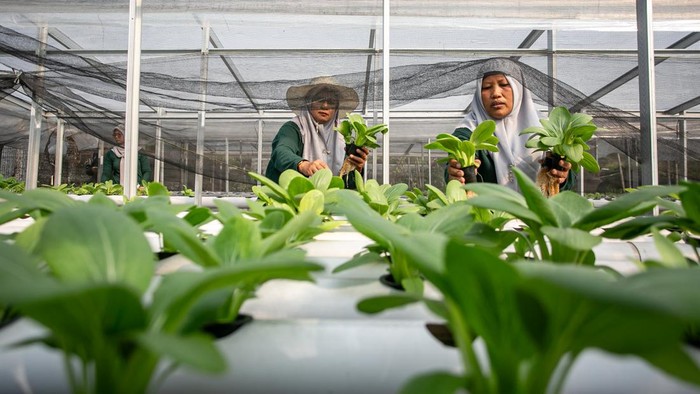 Kelompok Wanita Tani (KWT) Sumber Lestari merawat sayuran hidroponik selada di Klodran, Colomadu, Karanganyar, Jawa Tengah, Kamis (16/7/2026). KWT tersebut menjadi mitra Satuan Pelayanan Pemenuhan Gizi (SPPG) setempat untuk menyuplai sekitar 60-70 kilogram sayuran jenis selada dan pakcoy dalam dua minggu sekali sebagai bahan baku menu Makan Bergizi Gratis (MBG). ANTARA FOTO/Mohammad Ayudha/YU