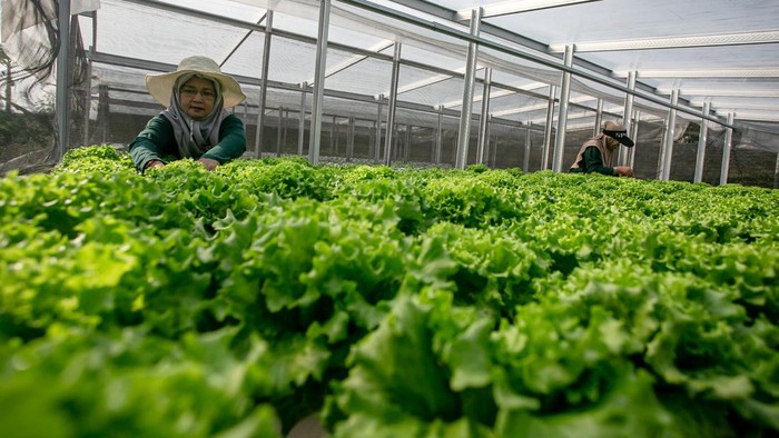 Kelompok Wanita Tani (KWT) Sumber Lestari merawat sayuran hidroponik selada di Klodran, Colomadu, Karanganyar, Jawa Tengah, Kamis (16/7/2026). KWT tersebut menjadi mitra Satuan Pelayanan Pemenuhan Gizi (SPPG) setempat untuk menyuplai sekitar 60-70 kilogram sayuran jenis selada dan pakcoy dalam dua minggu sekali sebagai bahan baku menu Makan Bergizi Gratis (MBG). ANTARA FOTO/Mohammad Ayudha/YU
