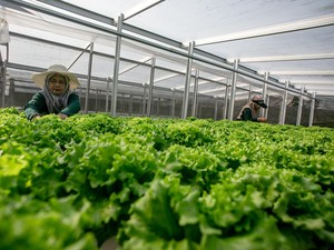 Selada dan Tembakau Jadi Pabrik Protein Daging, Begini Eksperimennya