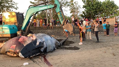 Proses penguburan paus bungkuk yang mati di Pantai Perancak, Jembrana, Kamis (16/7/2026).