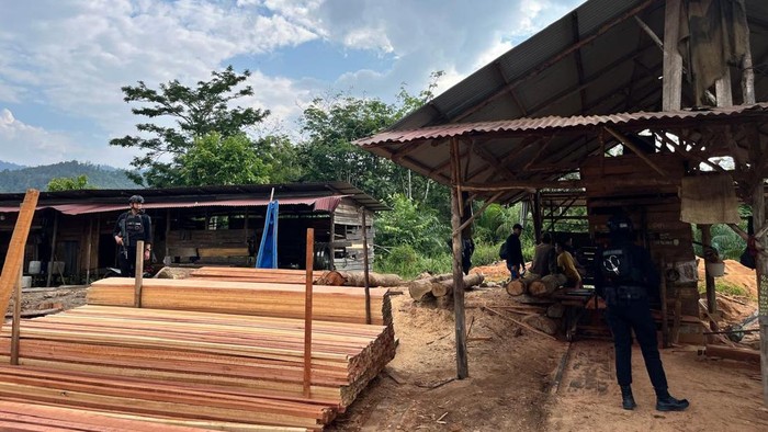 Polda Riau Bongkar Sawmill Ilegal di Kampar, Ratusan Kayu Illegal Logging Disita