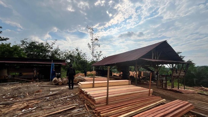Polda Riau membongkar sawmill illegal dan menyita ratusan batang kayu illegal logging di Kampar, Kamis (16/7/2026).