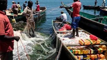 Di balik ukurannya yang sangat kecil, Pulau Migingo menjadi simbol kehidupan masyarakat nelayan di tengah keterbatasan. Ribuan orang hidup berdampingan di pulau yang luasnya bahkan lebih kecil dari lapangan sepak bola. Foto: The Sun/AFP