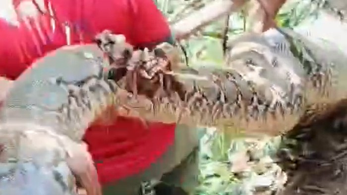 Ular piton 8 meter dibunuh warga di Polman.