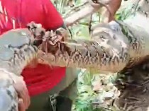Ngeri, Warga Polman Tangkap Ular Piton 8 Meter saat Cari Ayam