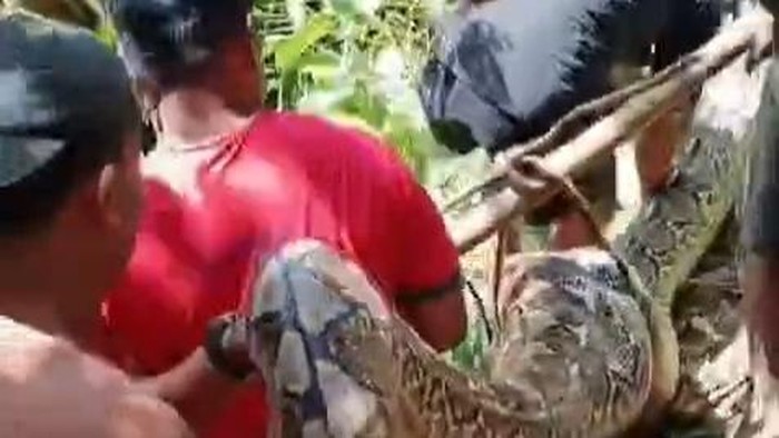 Warga Polman bunuh ular piton 8 meter di tengah hutan.