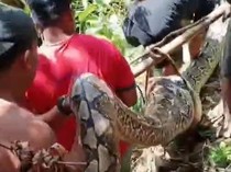 Viral Warga Polman Bunuh Ular Piton 8 Meter di Tengah Hutan