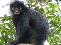 Monyet Pemalu Berbibir Oranye, Spesies Baru yang Ditemukan di Kongo