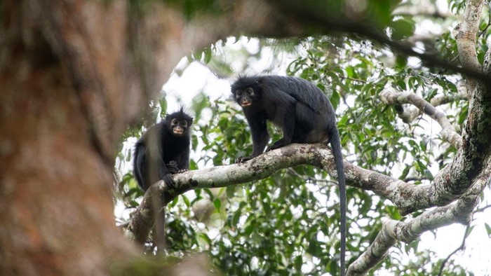 Two Likweli monkeys of a newly-identified species of Colobus monkey, discovered in Lomami National Park, sit on a tree branch, in the Democratic Republic of the Congo, in this undated handout image. Daniel Rosengren, Frankfurt Zoological Society/Handout via REUTERS    THIS IMAGE HAS BEEN SUPPLIED BY A THIRD PARTY. NO RESALES. NO ARCHIVES. MANDATORY CREDIT.     TPX IMAGES OF THE DAY
