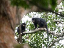 Video Kenalan Sama Likweli, Spesies Monyet Baru Afrika yang Pemalu