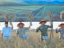 Dukung Swasembada, Gubernur Lampung-Pangdam XXI/Radin Inten Ikut Panen Raya