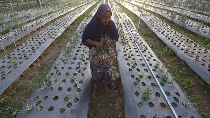 Anggota kelompok Tani Jaya menyiram tanaman bawang merah dan cabai yang dibudidayakan di lahan bekas timbunan lumpur di Meurah Dua, Kabupaten Pidie, Aceh, Jumat (17/7/2026). Pemerintah Kabupaten Pidie Jaya bersama Universitas Syiah Kuala, Bank Indonesia dan kelompok tani memanfaatkan puluhan hektar lahan bekas tertimbun lumpur bencana hidrometeorologi akhir November 2025 untuk pengembangan tanaman bawang, jagung dan cabai guna menggerakkan kembali perekonomian masyarakat. ANTARA FOTO/Irwansyah Putra/nym.