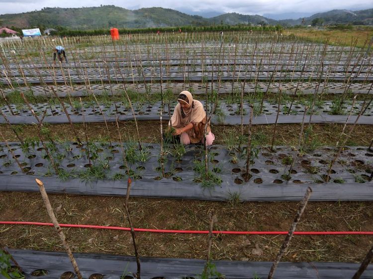 Lahan Bekas Timbunan Lumpur di Aceh Disulap Jadi Sentra Pertanian
