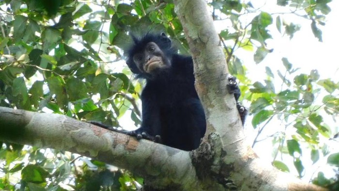 Spesies monyet baru dengan bibir oranye ditemukan