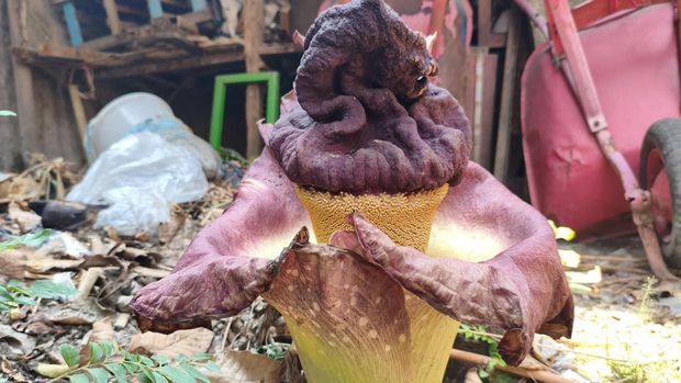 Tanaman mirip bunga bangkai tumbuh di pekarangan rumah warga di Kranji, Bekasi.
