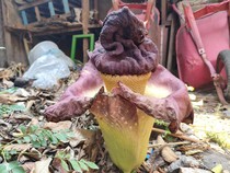 Kenalan dengan Suweg, Tanaman Mirip Bunga Bangkai yang Bisa Dimakan