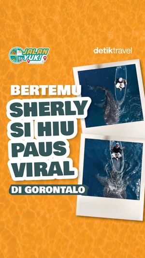 Video: JALAN YUK! Bertemu Sherly Si Hiu Paus Viral di Gorontalo
