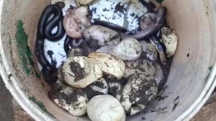 Evakuasi keluarga ular kobra dari rumah warga di Guntur, Demak pada Sabtu (18/7/2026).
