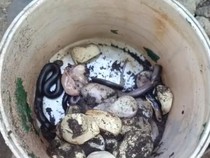 Detik-detik Induk Kobra Nyerah Disiram Seliter Bensin di Demak