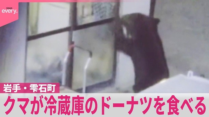 Beruang di Jepang Ketagihan Donat dan Gula