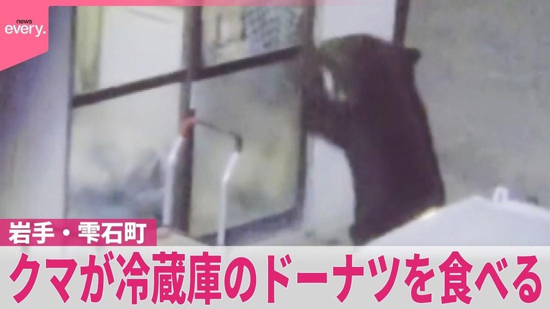 Unik tapi Bikin Waswas! Beruang di Jepang Ketagihan Donat dan Gula