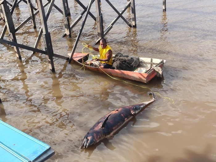 Bangkai lumba-lumba laut ditemukan di perairan Loa Kulu, Kutai Kartanegara.