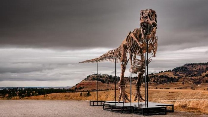 Fosil T-rex Gus terjual hingga Rp 898 Miliar.