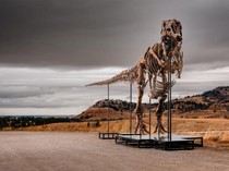 Fosil Gus Si T-rex Terjual Rp 898 M, Jadi Dino Termahal yang Pernah Dijual