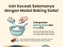 Infografis: Basmi Kecoak Bisa Pakai Baking Soda, Begini Caranya
