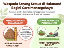 Jangan Sampai Ada Sarang Semut di Halaman Rumah, Begini Cara Cegahnya
